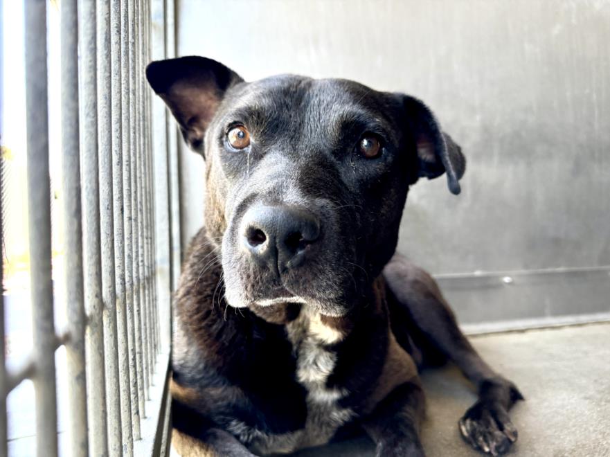 adoptable Dog in San Bernardino, CA named SONNY