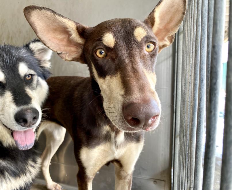 adoptable Dog in San Bernardino, CA named ARTEMIS