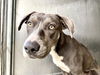 adoptable Dog in San Bernardino, CA named CLAYLEY