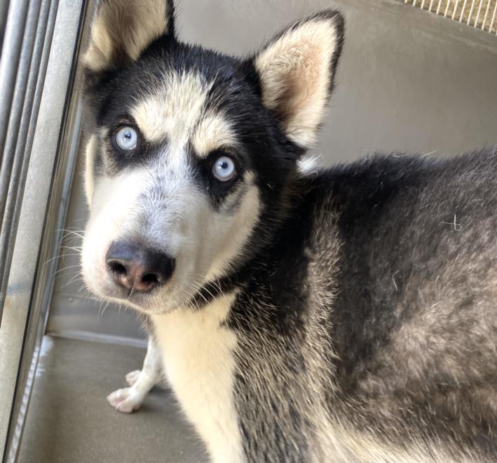 adoptable Dog in San Bernardino, CA named MARCEL