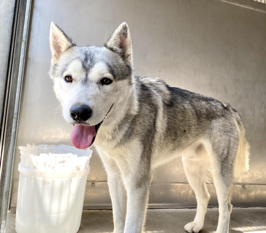 adoptable Dog in San Bernardino, CA named MICHELANGELO