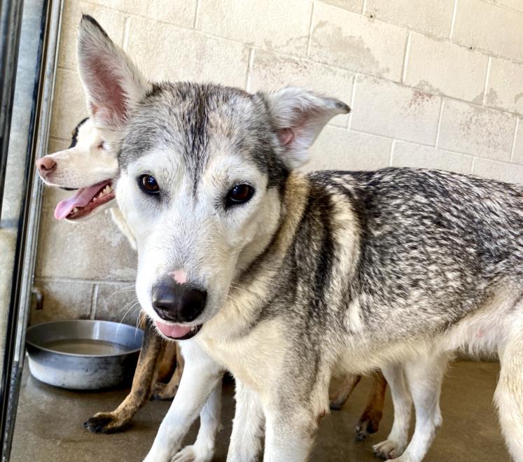 adoptable Dog in San Bernardino, CA named NYMERIA