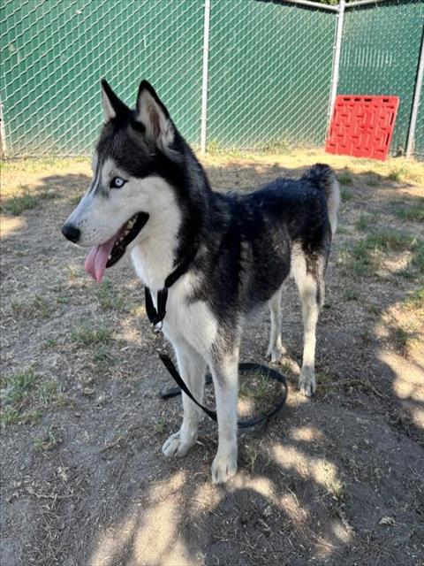 adoptable Dog in San Bernardino, CA named ARWEN