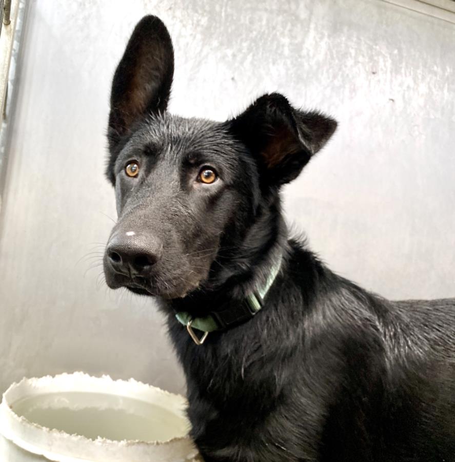 adoptable Dog in San Bernardino, CA named CHIEF