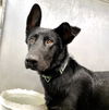 adoptable Dog in San Bernardino, CA named CHIEF