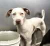 adoptable Dog in San Bernardino, CA named NOVACHRONO