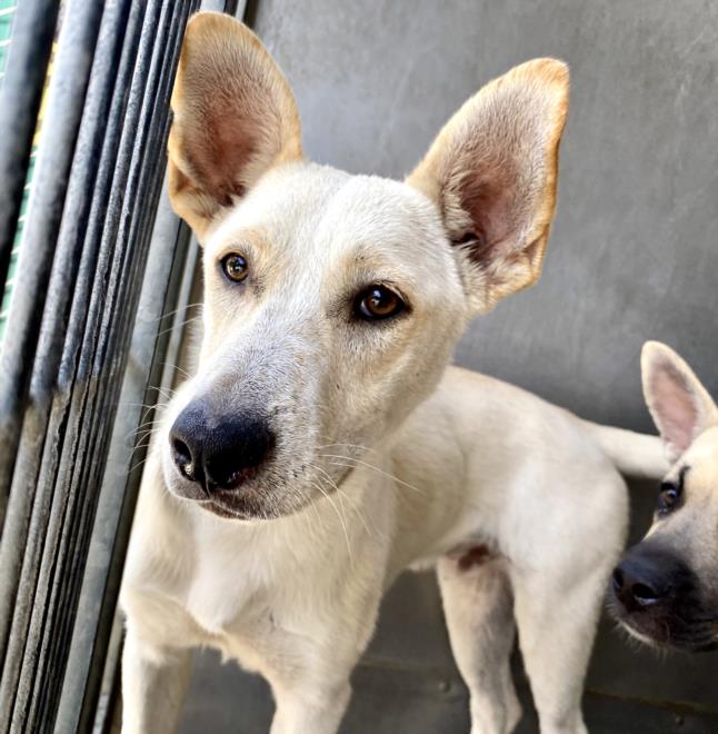 adoptable Dog in San Bernardino, CA named SPONGE BOB