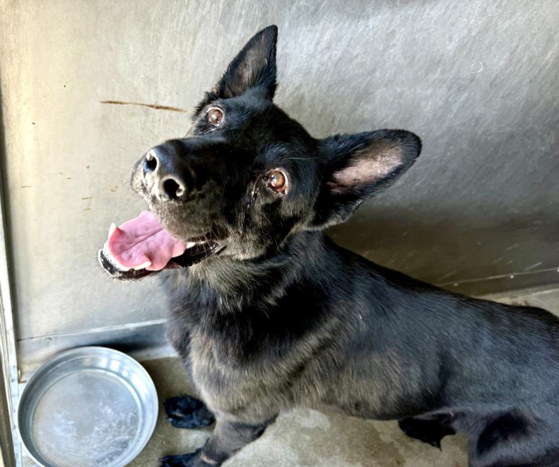 adoptable Dog in San Bernardino, CA named SHADOW