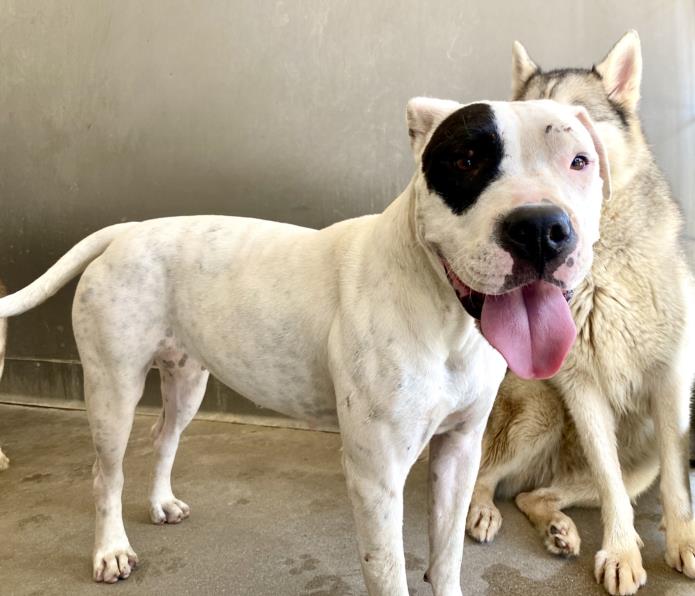 adoptable Dog in San Bernardino, CA named DOTTIE