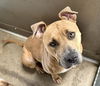 adoptable Dog in San Bernardino, CA named MADELAINE