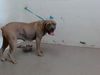 adoptable Dog in San Bernardino, CA named RESCUE PARTNER ONLY:MIRRA