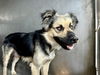 adoptable Dog in San Bernardino, CA named RESCUE PARTNER ONLY: MOLLOY