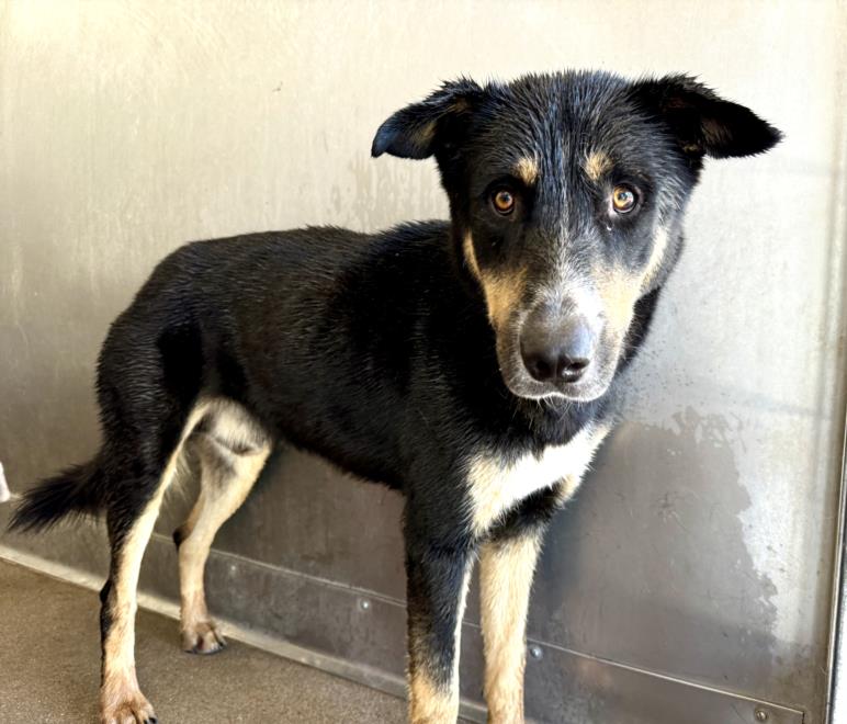 adoptable Dog in San Bernardino, CA named MATEO