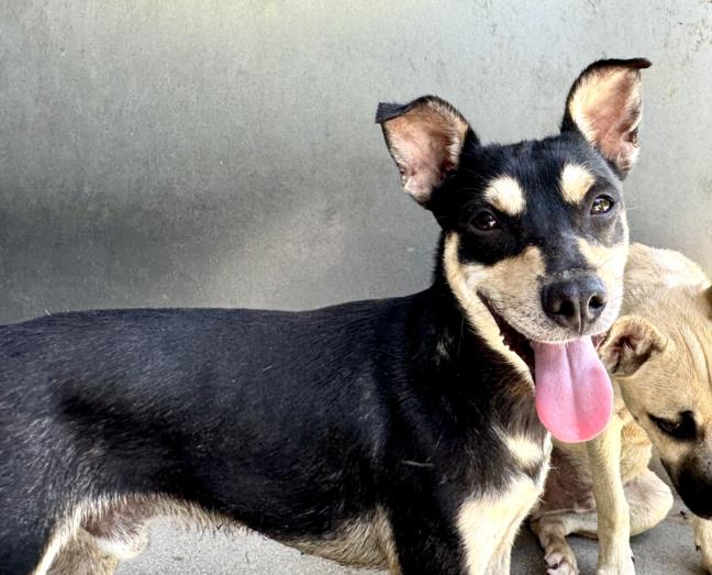 adoptable Dog in San Bernardino, CA named MAYKEL