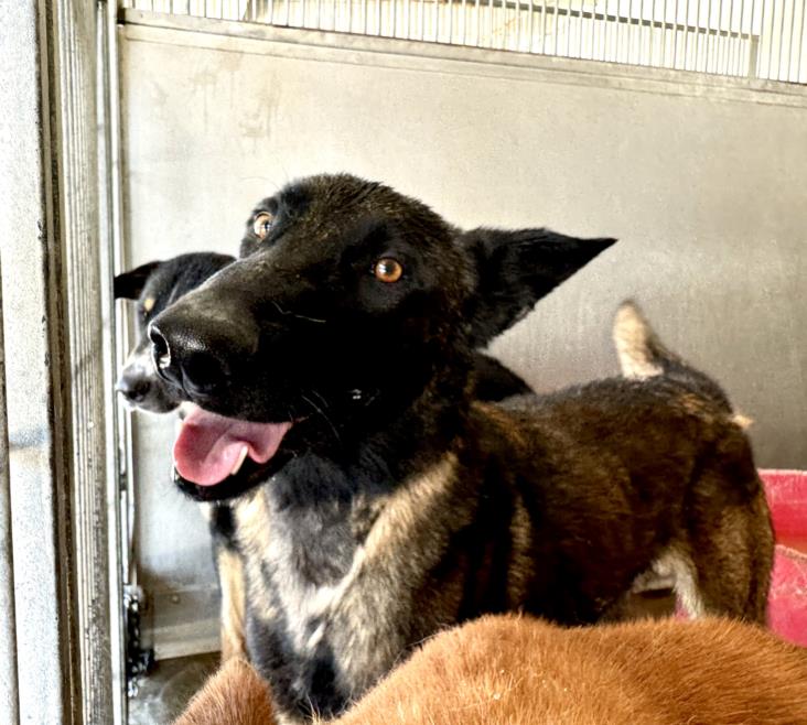 adoptable Dog in San Bernardino, CA named MORLEY