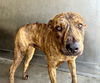 adoptable Dog in San Bernardino, CA named CONEY