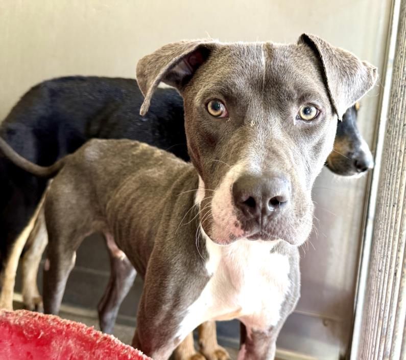 adoptable Dog in San Bernardino, CA named ZANDER