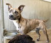 adoptable Dog in San Bernardino, CA named MAGRITTE