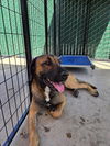 adoptable Dog in San Bernardino, CA named MAGNUS