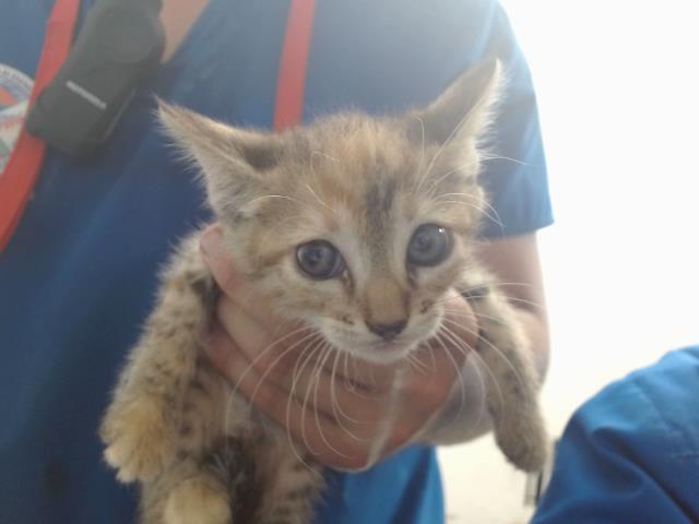 adoptable Cat in San Bernardino, CA named IN FOSTER ONYX