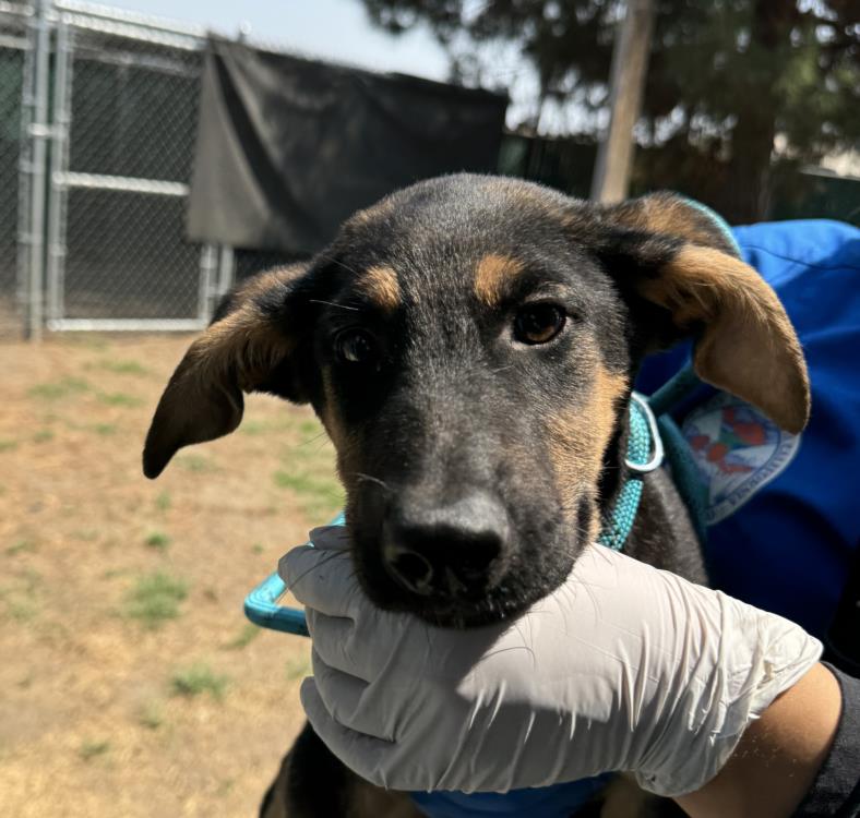 adoptable Dog in San Bernardino, CA named IN FOSTER: SYRAX