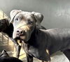 adoptable Dog in San Bernardino, CA named MAYELIA