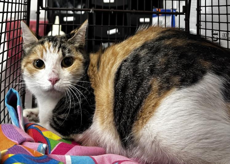 adoptable Cat in San Bernardino, CA named RESCUE PARTNER ONLY:MABELLE