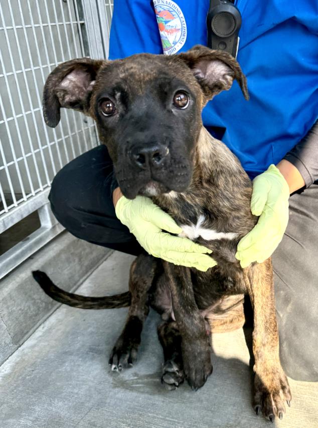 adoptable Dog in San Bernardino, CA named MOROCCO