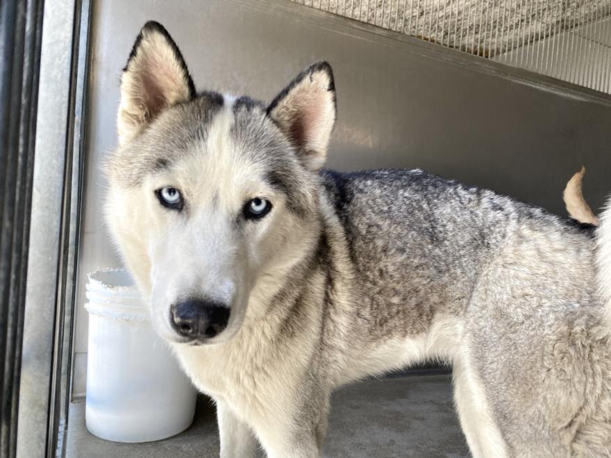 adoptable Dog in San Bernardino, CA named RESCUE PARTNER ONLY: STORMY