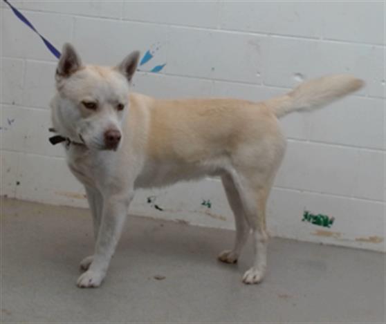 adoptable Dog in San Bernardino, CA named POW