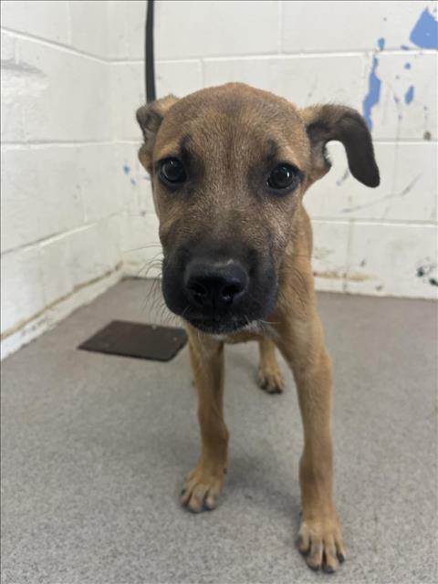 adoptable Dog in San Bernardino, CA named FREDDY