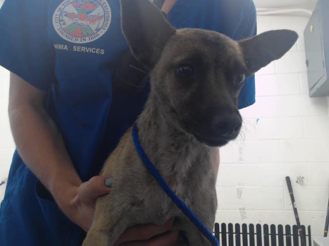 adoptable Dog in San Bernardino, CA named CHARLES