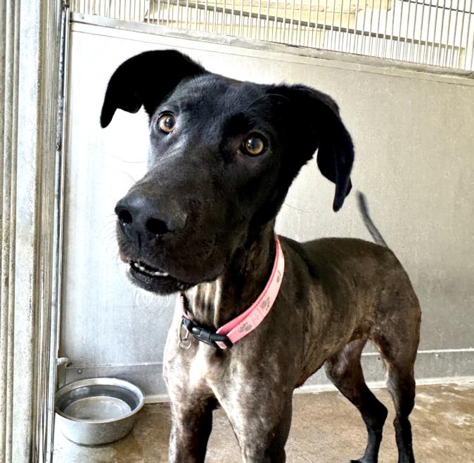 adoptable Dog in San Bernardino, CA named BETTY BOOP