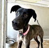 adoptable Dog in  named BETTY BOOP