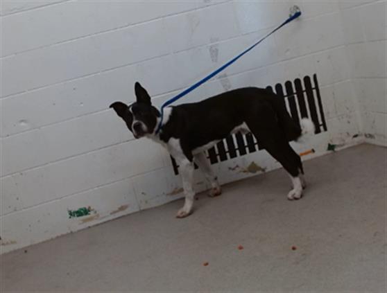 adoptable Dog in San Bernardino, CA named ATTICUS