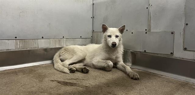 adoptable Dog in San Bernardino, CA named MANZIE