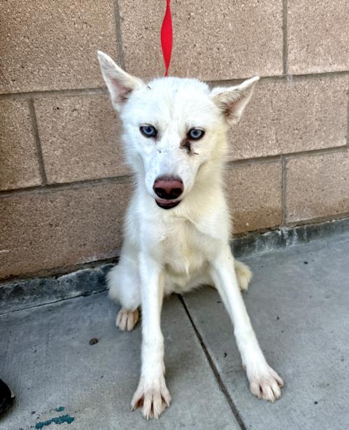 adoptable Dog in San Bernardino, CA named MANZIE