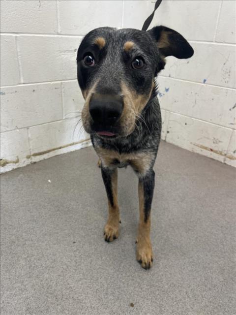 adoptable Dog in San Bernardino, CA named SAWYER