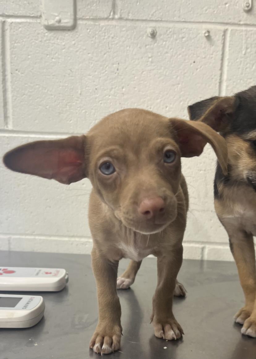 adoptable Dog in San Bernardino, CA named IN FOSTER-DOBBY