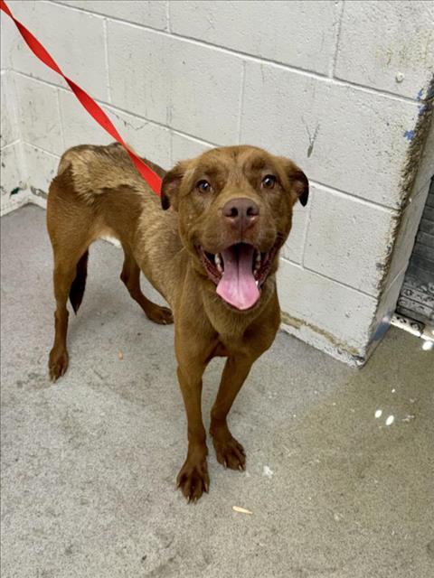 adoptable Dog in San Bernardino, CA named CHURRO