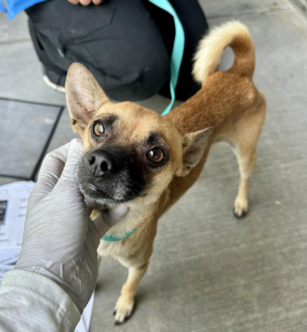 adoptable Dog in San Bernardino, CA named PACO