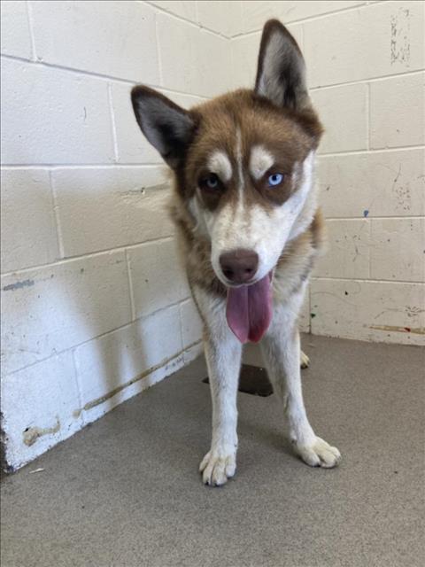 adoptable Dog in San Bernardino, CA named CHULO