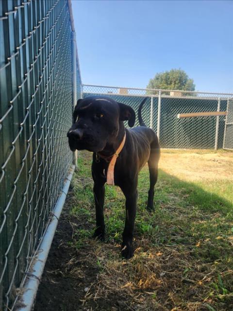 adoptable Dog in San Bernardino, CA named CHOCOLATE CHIP