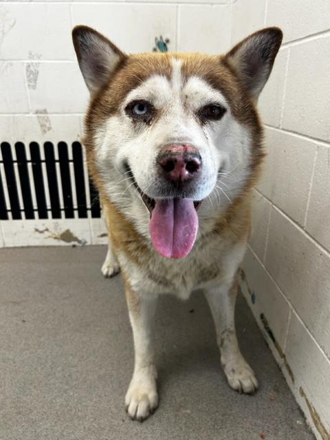 adoptable Dog in San Bernardino, CA named SAFFRON