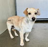 adoptable Dog in San Bernardino, CA named GLEP