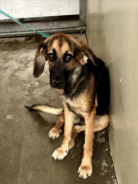 adoptable Dog in San Bernardino, CA named DAISY