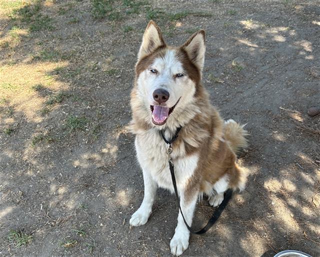 adoptable Dog in San Bernardino, CA named SAGE