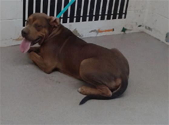 adoptable Dog in San Bernardino, CA named SULLIVAN