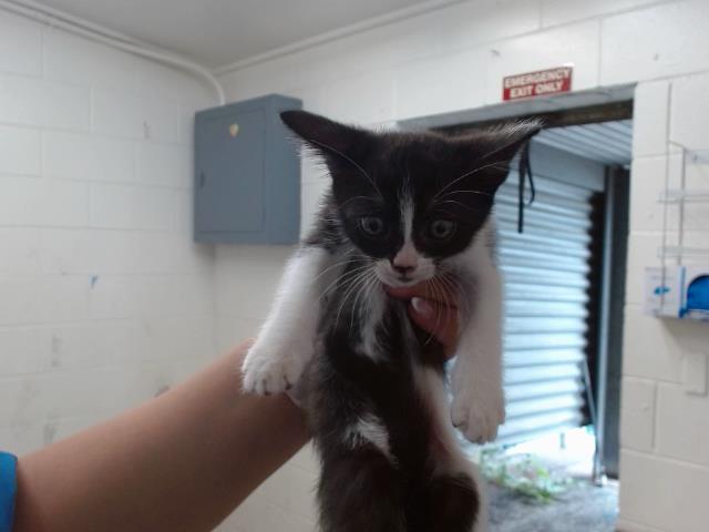 adoptable Cat in San Bernardino, CA named JILL