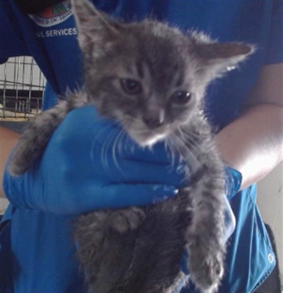 adoptable Cat in San Bernardino, CA named SABINE